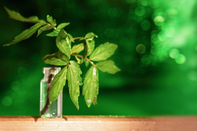 a-green-leaf-in-a-glass-vase-on-a-green-bright-blu-2023-11-27-05-27-35-utc