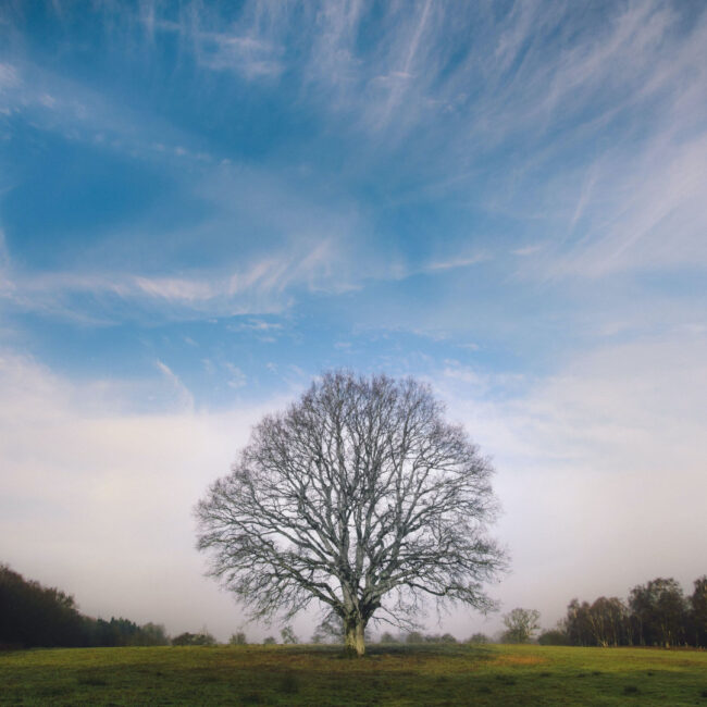The excitement of following names and dates and creating a visual family tree that spans generations is often the starting point of genealogy. Although this is a strong base, there is more to your forebears than meets the eye. Explore farther to reveal the tales that are concealed in your family's past if you want to establish a genuine connection with it.
